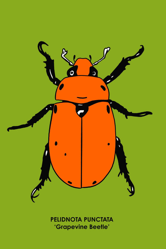 GRAPEVINE BEETLE