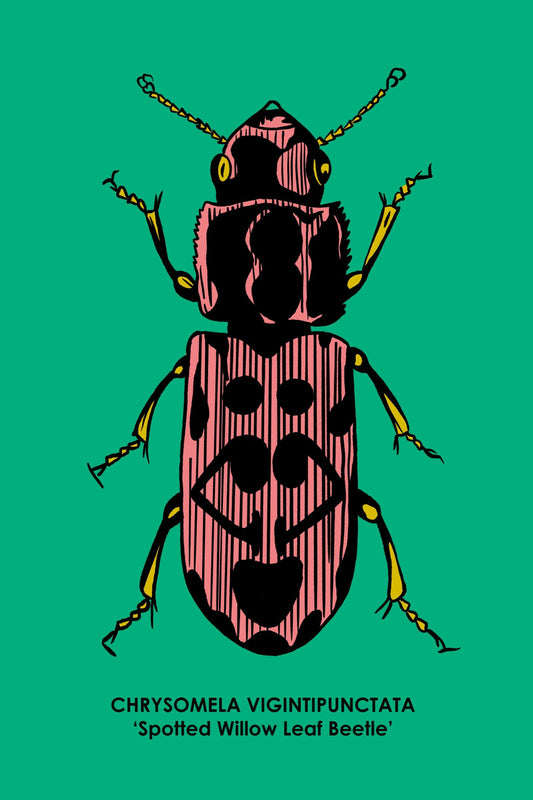 SPOTTED LEAF BEETLE